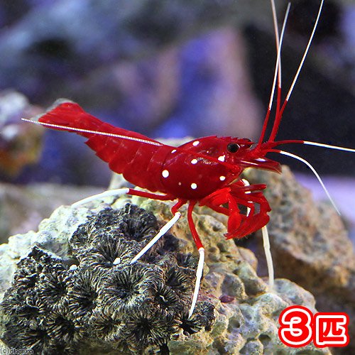 （海水魚）エビ　太平洋型　ホワイトソックスシュリンプ（３匹）　北海道・九州航空便要保温　ＣＲＣ26―40―10―20―00