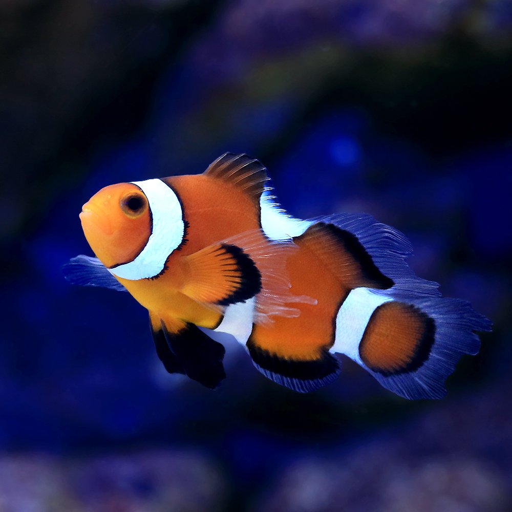 （海水魚）ロングフィンオセラリス　スペシャルパターン（ブリード）（１匹）　北海道・九州航空便要保温　ＣＲＣ26―30―16―10―00