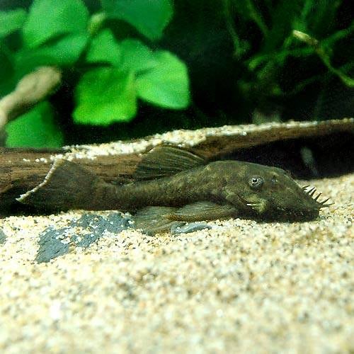 （熱帯魚）ホワイトエッジブロンズ・ブッシー（ワイルド）（１匹）　北海道・九州航空便要保温　ＣＲＣ13―44―10―00―00
