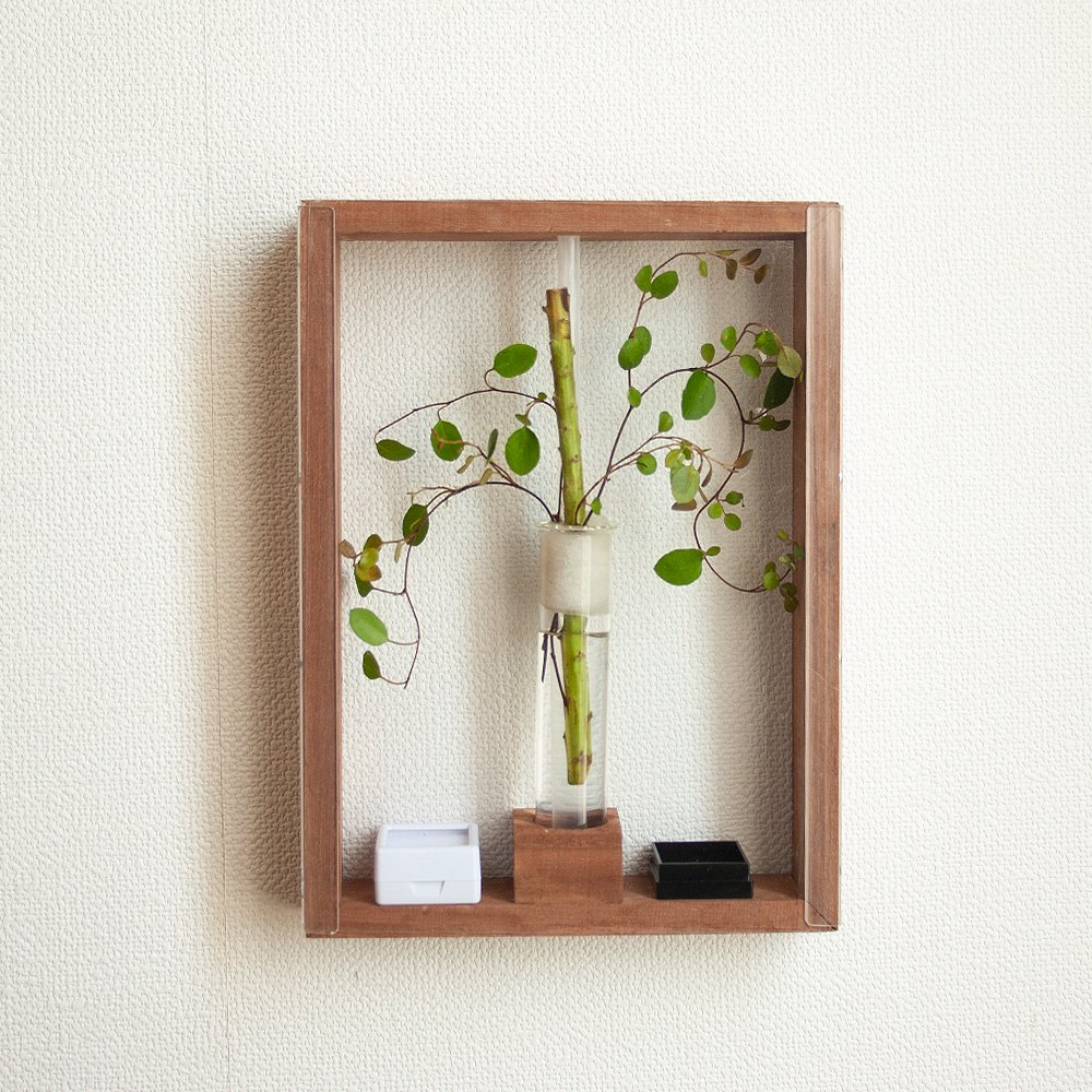 （昆虫）（観葉植物）カンタンが飼育できる！　産卵用植物＋カンタン１ペア付き　アートフレームＤＩＹキット　ダークブラウン　ＣＲＣ18―05―20―00―00