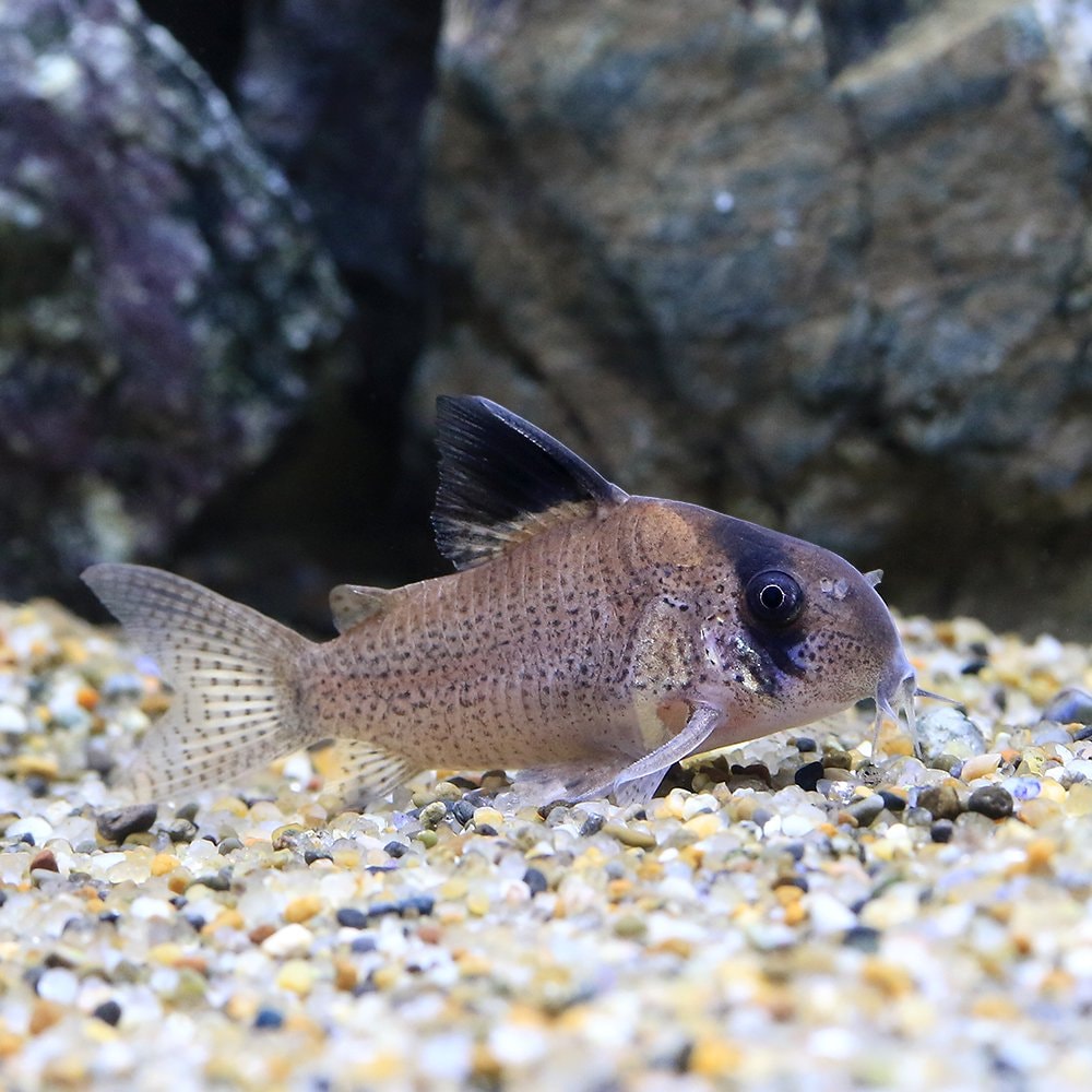 （熱帯魚）コリドラス・スーパーポタロエンシス（ブリード）（１匹）　北海道航空便要保温　ＣＲＣ13―36―20―00―00