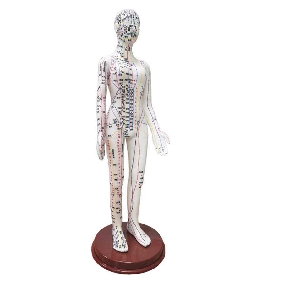 鍼灸モデル人体の鍼灸モデル60cmクリア経絡ツボモデル男性と女性の鍼灸モデル体の彫刻教育器具