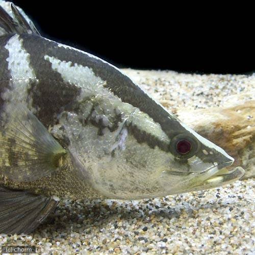 （淡水魚）アカメ　Ｌサイズ（１匹）　ＣＲＣ60―30―40―00―00
