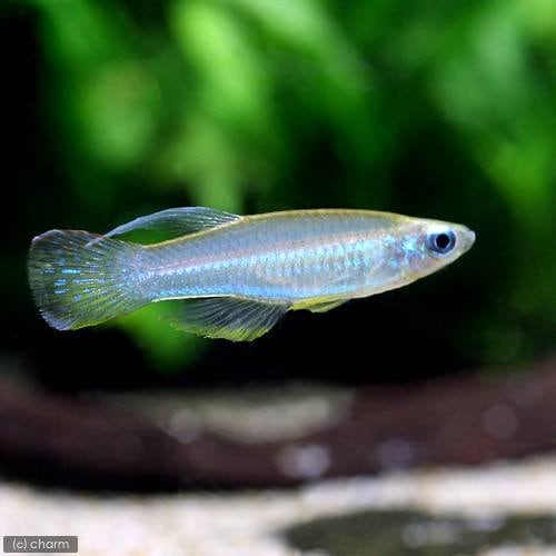 （熱帯魚）アプロケイリクティス・マクロフタルマス（３０匹）　北海道航空便要保温　ＣＲＣ13―17―10―00―00