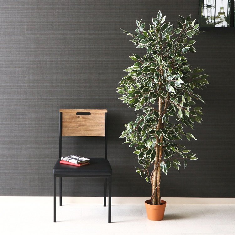 観葉植物 おしゃれ フィカス グリーン