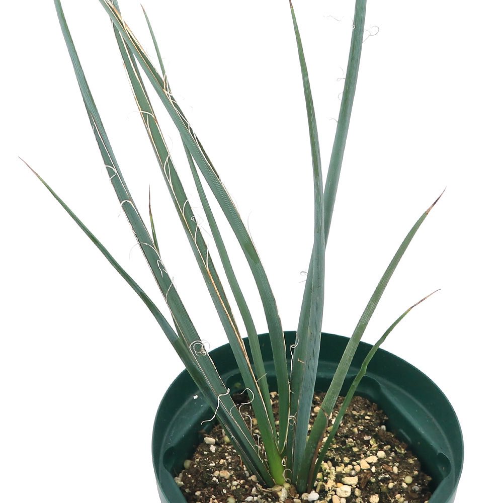 （観葉植物）ヘスペラロエ　バルビフローラ　黄花　５号（１鉢）　ＣＲＣ15―30―10―20―00