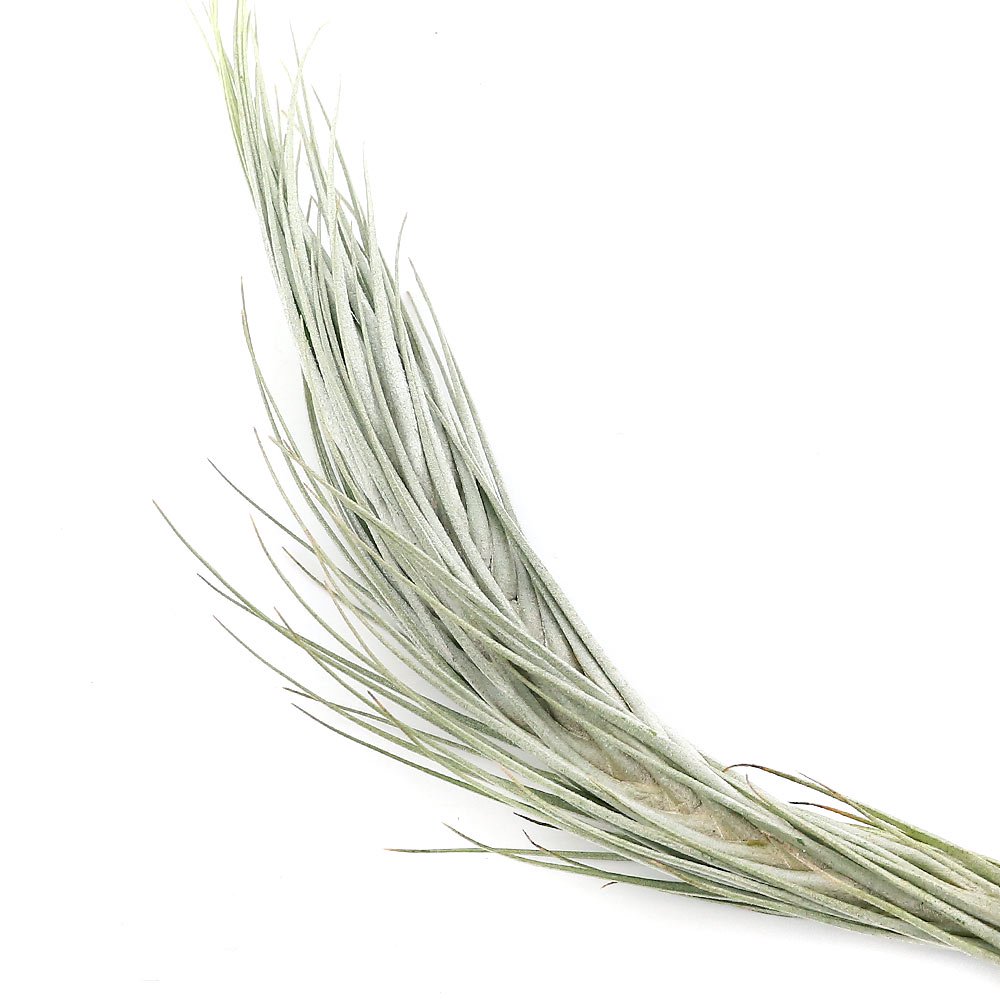 （観葉植物）エアープランツ　チランジア　トメキー（１株）　ＣＲＣ17―80―45―00―00