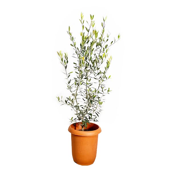 オリーブの木 観葉植物 庭木 鉢植え ガーデニング インテリア