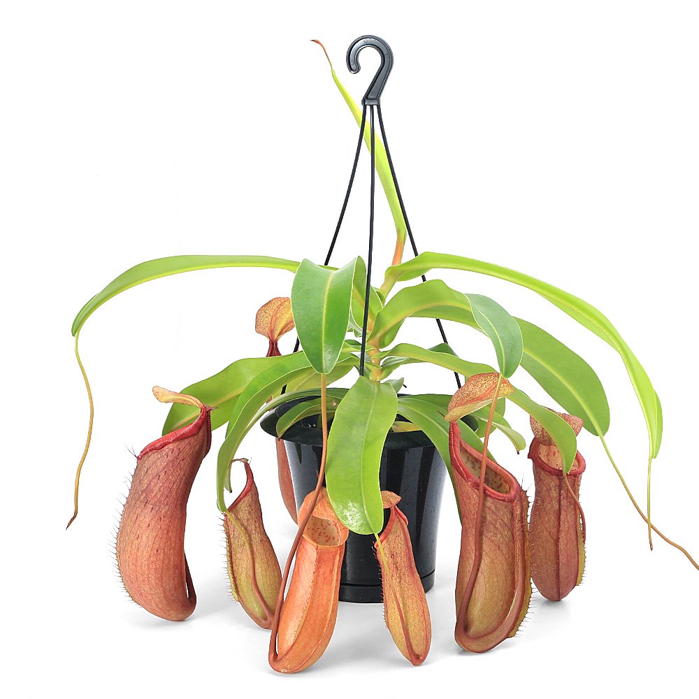 （食虫植物）ウツボカズラ　ネペンテス　リンダ　吊り鉢タイプ　５号（１鉢）　ＣＲＣ15―40―05―00―00