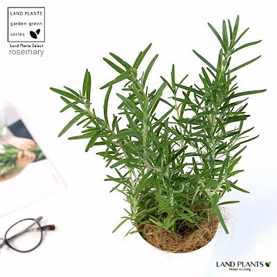 Qoo10 ローズマリー トスカナブルー 3号 白色 ガーデニング Diy 工具