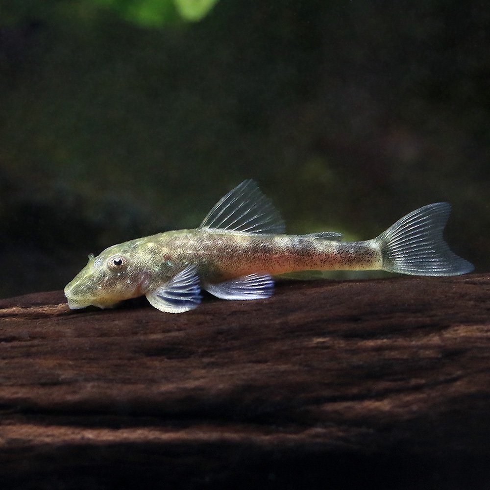（熱帯魚）パラオトシン・セサルピントイ（ワイルド）（１匹）　北海道・九州航空便要保温　ＣＲＣ13―40―10―00―00