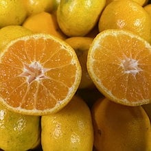 自然栽培　オーガニックみかん　約10ｋｇ　訳あり　氏家さんの完全オーガニックみかん　有機肥料一切不使用　有機栽培　みかん　ミカン　蜜柑　熊本産