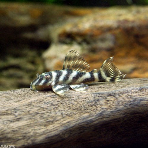 （熱帯魚）タパジョス・ガットタイガープレコ　Ｓサイズ（ブリード）（１匹）　北海道・九州航空便要保温　ＣＲＣ13―44―20―00―00