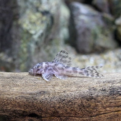 未使用 プレコ モバイル ストラップ 3個セット 熱帯魚 熱帯魚）ニュー