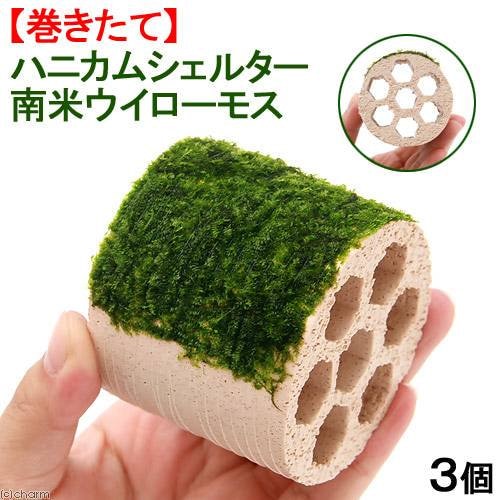 （水草）巻きたて　ハニカムシェルター　南米ウィローモス（水中葉）（無農薬）（３個）　北海道航空便要保温　ＣＲＣ12―18―20―25―00