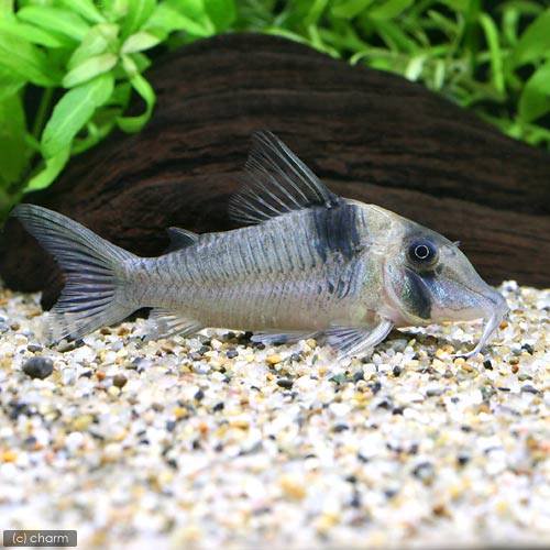 （熱帯魚）コリドラス・ロングノーズヴァージナエ（ワイルド）（１匹）　北海道・九州航空便要保温　ＣＲＣ13―36―60―00―00