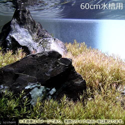 （水草）６０ｃｍ水槽用　ロタラｓｐ．ワイナード（水上葉）（無農薬）（１００本）＆風山石　草原セット　本州四国限定　ＣＲＣ12―13―60―20―00