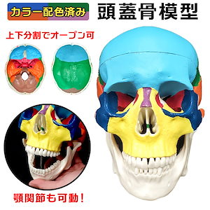 タウング·ベイビー頭骨模型 タウング·ベイビー頭骨模型 Amazon.co.jp: Mobestech リアルな