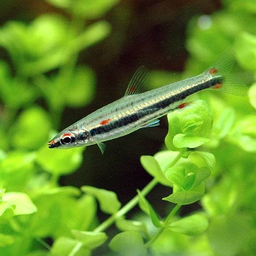 （熱帯魚）スリーライン・ペンシル（ワイルド）（６匹）　北海道航空便要保温　ＣＲＣ13―20―10―45―00