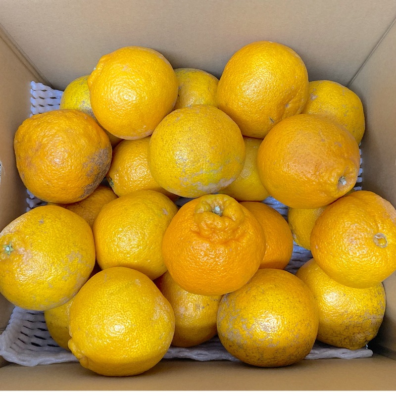 【選果落ち 訳あり品】熊本県産 デコみかん 不知火柑 約10キロ 箱込み 規格外 訳あり品 【003】サイズ不揃い 家庭用 フルーツ みかん 蜜柑 ミカン 柑橘類 柑橘 熊本 熊本産 4,987円