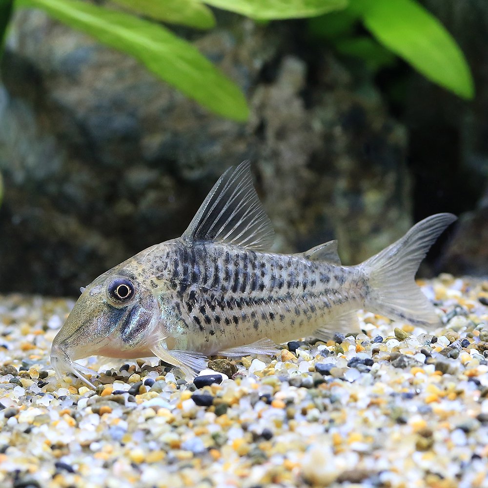 （熱帯魚）コリドラスｓｐ.ロングノーズキンチャン（ワイルド）（１匹）　北海道・九州航空便要保温　ＣＲＣ13―36―60―00―00