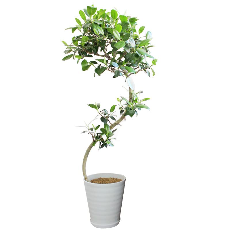 【セラアート鉢：7号】フランスゴム（フィカス・ルビギノーサ）曲がり仕立て【受け皿付き】