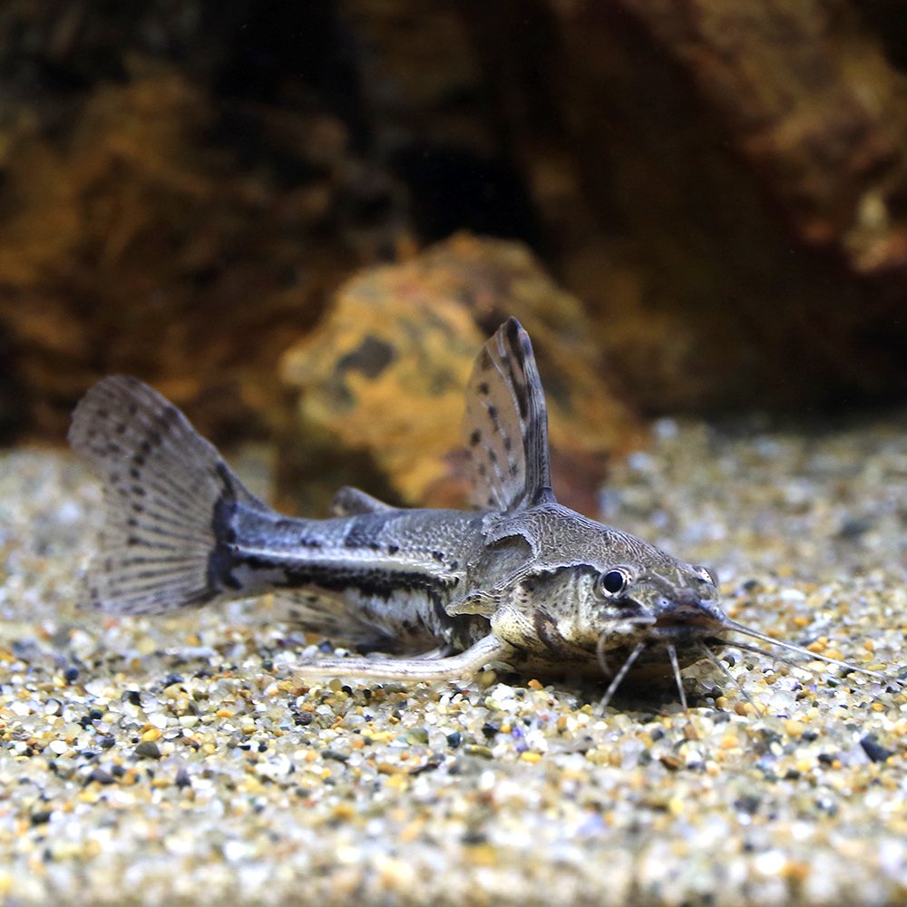 （熱帯魚）アンブリドラス・ノーティカス　アレンカー（１匹）　北海道・九州航空便要保温　ＣＲＣ13―46―00―00―00