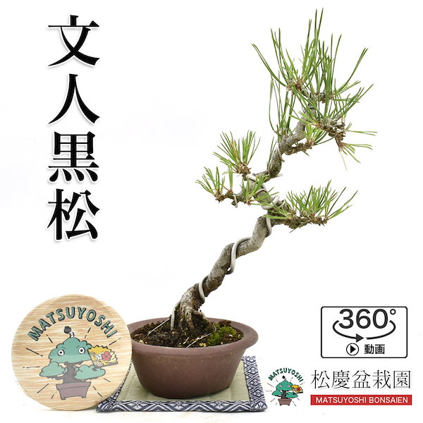 盆栽 松 文人黒松 クロマツ 貴風盆栽 ミニ盆栽 bonsai 販売