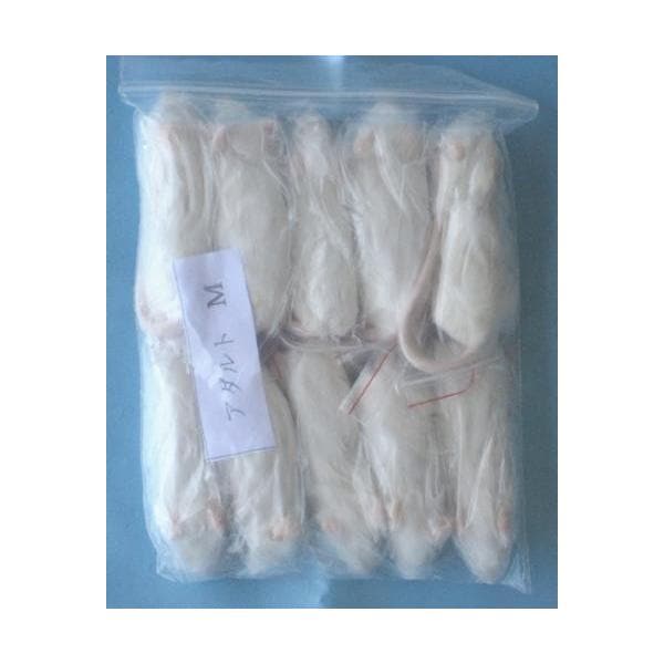 冷凍アダルトマウスMサイズ(約7cm) 500匹入り【クール便発送】猛禽類 爬虫類 肉食 肉 ヘビ トカゲ マウス ネズミ 鼠 ねずみ エサ 餌 フード