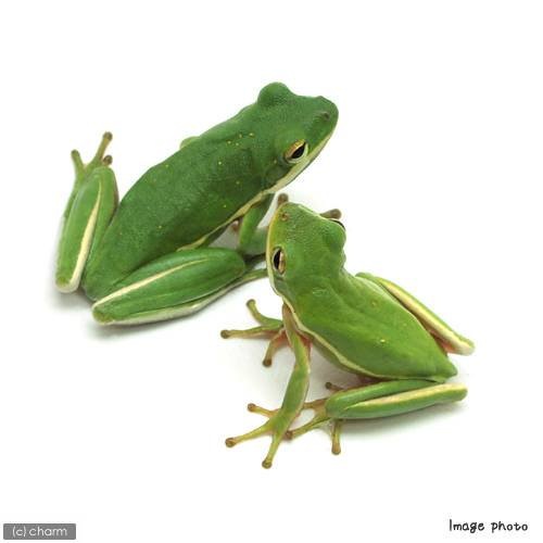 （両生類）アメリカアマガエル　ＷＣ個体（３匹）　北海道・九州航空便要保温　ＣＲＣ17―05―35―10―00