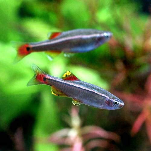 （熱帯魚）アカヒレ　Ｍサイズ（１００匹）　活餌　北海道・九州航空便要保温　ＣＲＣ13―24―34―00―00