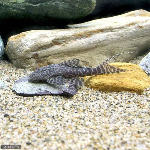 （熱帯魚）マーブルフォークテール・アカリエスピーニョ　Ｓサイズ（約５ー１０ｃｍ）（ワイルド）（１匹）　北海道・九州航空便要保温　ＣＲＣ13―44―30―00―00