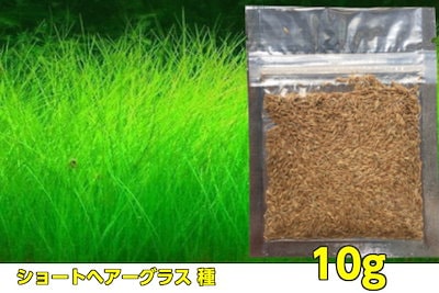 Qoo10 送料無料水草の種 ショートヘアーグラス ペット