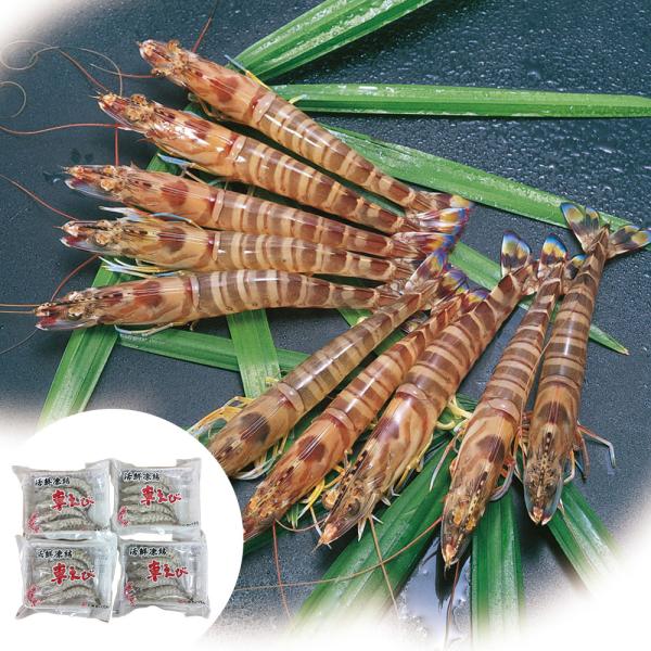 熊本 沖縄　活鮮凍結　活き〆冷凍車海老 B SISK