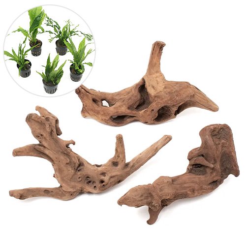 （水草）レイアウト素材水草セットＶｅｒ．上質流木　雅ーみやびー　（おまかせミクロソリウム　３種）（１セット）　ＣＲＣ12―23―30―00―00