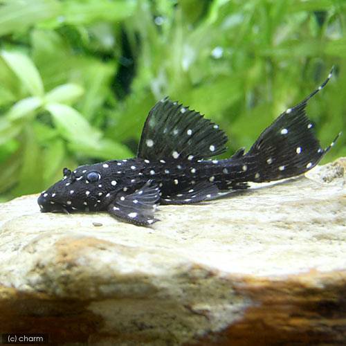 （熱帯魚）キングオブギャラクシー・トリム　タパジョス（ワイルド）（１匹）　北海道・九州航空便要保温　ＣＲＣ13―44―50―00―00
