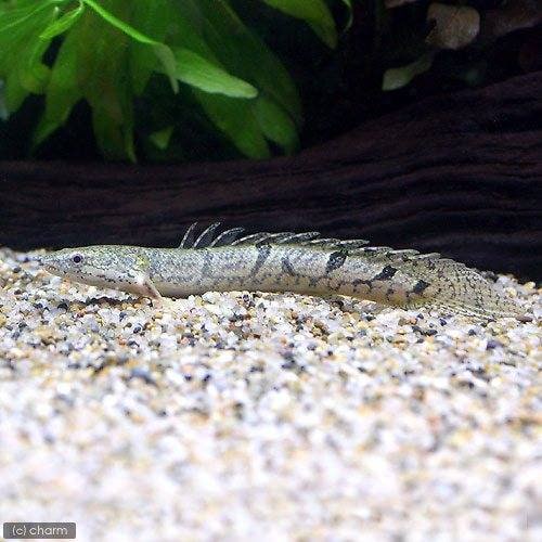 （熱帯魚）ポリプテルス・デルヘジィ　Ｓサイズ（約１０ー１５ｃｍ）（ワイルド）（１匹）　北海道・九州航空便要保温　ＣＲＣ13―56―20―00―00