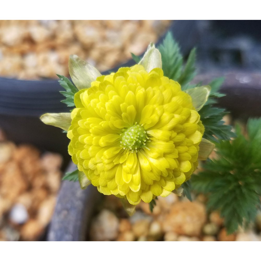 （山野草）品種系フクジュソウ（福寿草）　奥の山吹（オクノヤマブキ）　３号（１ポット）　ＣＲＣ15―35―18―00―00
