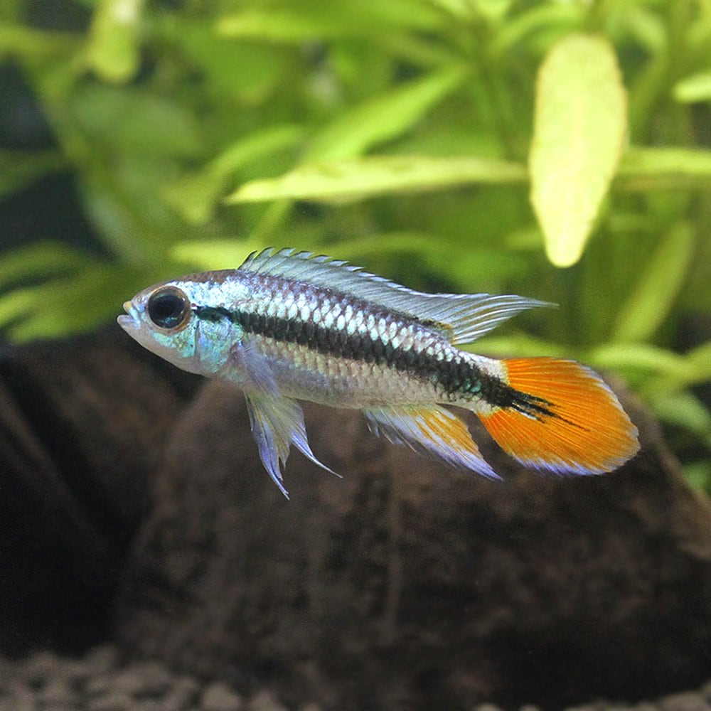 （熱帯魚）（Ｂ品）アピストグラマ・アガシジィ　ブルーフレーム（１ペア）　北海道・九州航空便要保温　ＣＲＣ13―28―16―00―00