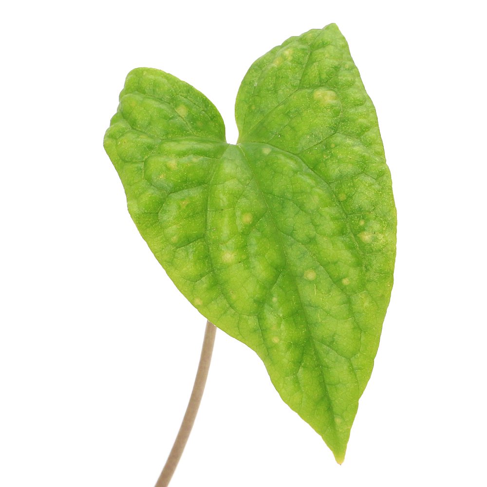 （山野草）カンアオイ（寒葵）アサルム　ペテロッティ　ベトナム　ラオカイ省産（Ａｓａｒｕｍ　ｐｅｔｅｌｏｔｉｉ　紅金耳環）　３号（１ポット）　ＣＲＣ17―80―70―00―00