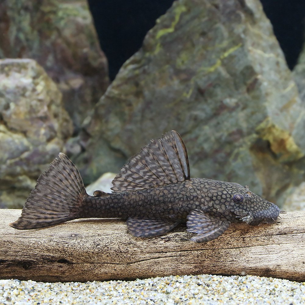 （熱帯魚）ハニーコーム・ブッシー　ジャグアリベ（ワイルド）（１匹）　北海道・九州航空便要保温　ＣＲＣ13―44―10―00―00