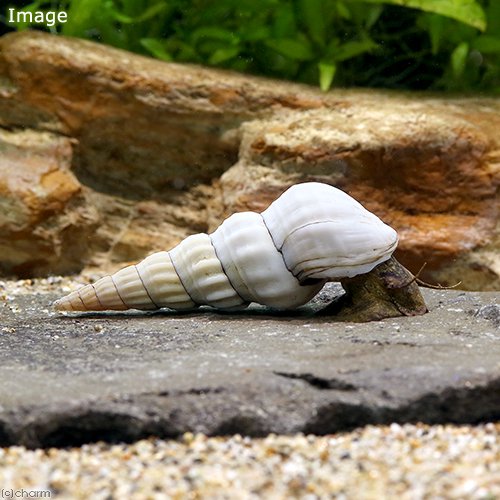 （エビ・貝）ホワイトヘラクレア・スネール（５匹）　ＣＲＣ13―80―12―00―00