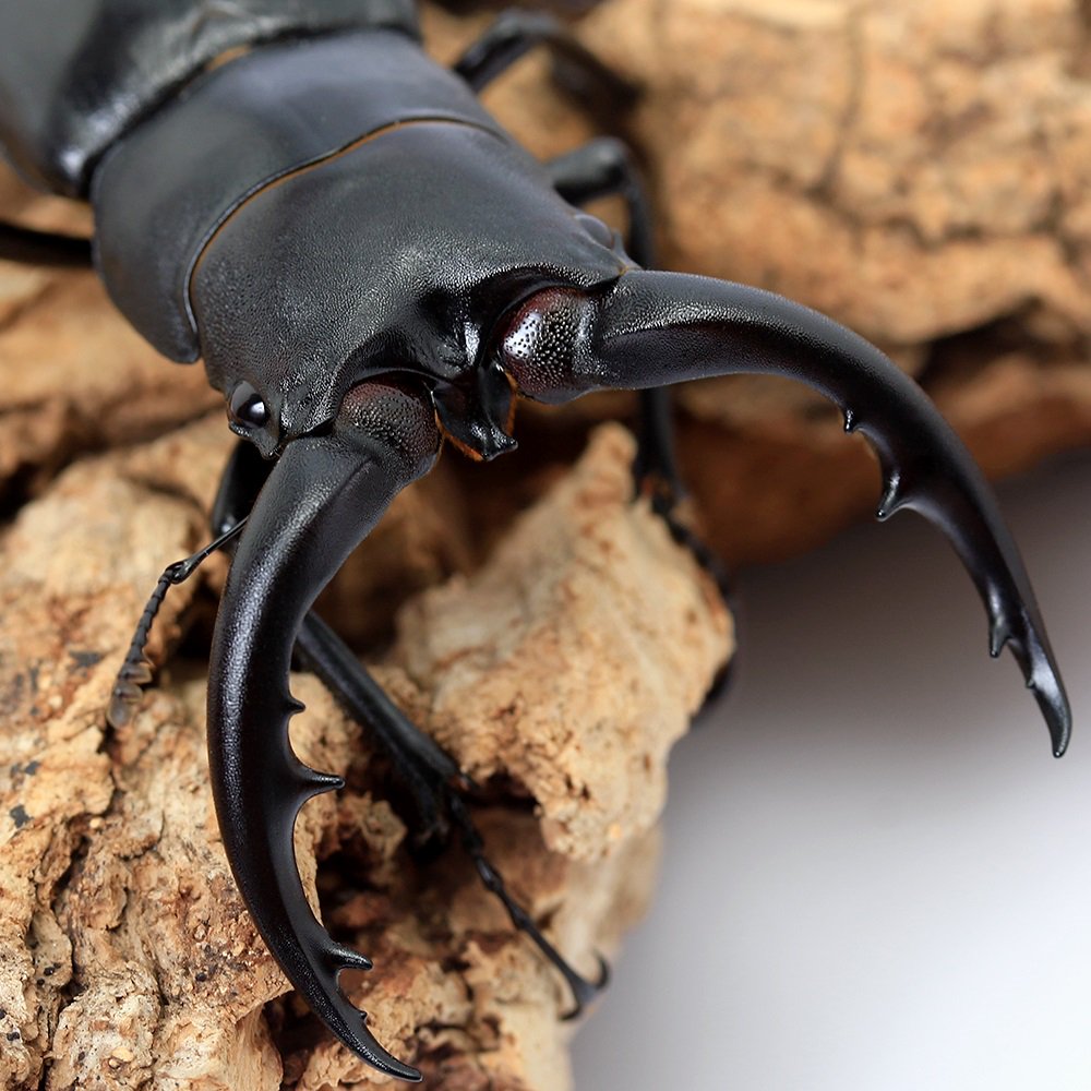 （昆虫）アマミノコギリクワガタ　鹿児島県奄美大島名瀬産　成虫　６０ー６４ｍｍ（１ペア）　北海道・九州航空便要保温　ＣＲＣ18―25―20―20―10