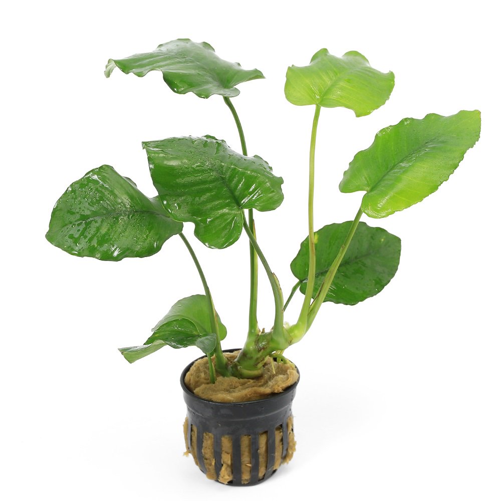 （水草）アヌビアス　エメラルド　ブルーム（東南便）（水上葉）（１ポット分）　ＣＲＣ12―60―30―00―00