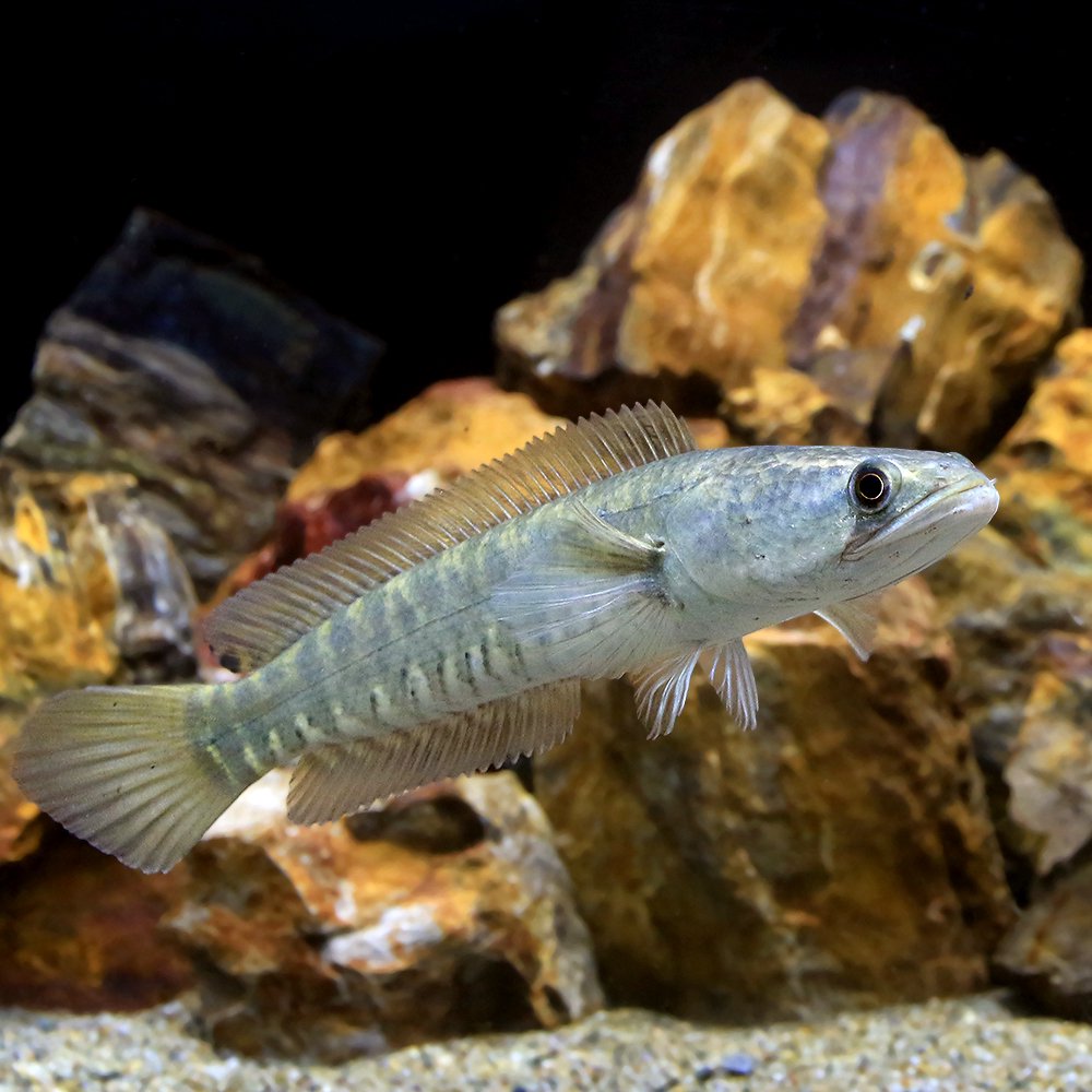 （熱帯魚）プラーチョン　インド（１匹）　北海道航空便要保温　ＣＲＣ13―32―20―00―00