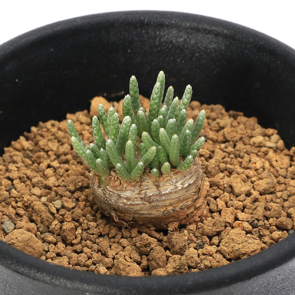 （多肉植物）アボニア　クイナリアｓｓｐ．　アルストニー　赤花　Ｓサイズ（１鉢）　ＣＲＣ15―60―95―00―00