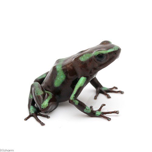 （両生類）マダラヤドクガエル　パルマノーテｐａｌｍａｒ　ｎｏｒｔｅ（１匹）　ＣＲＣ17―05―35―20―00