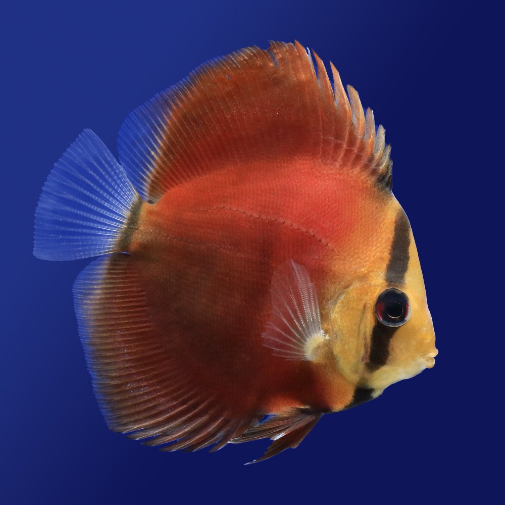 （熱帯魚）サンメラー・ディスカス（Ｓサイズ）（１匹）　北海道航空便要保温　ＣＲＣ13―31―10―00―00