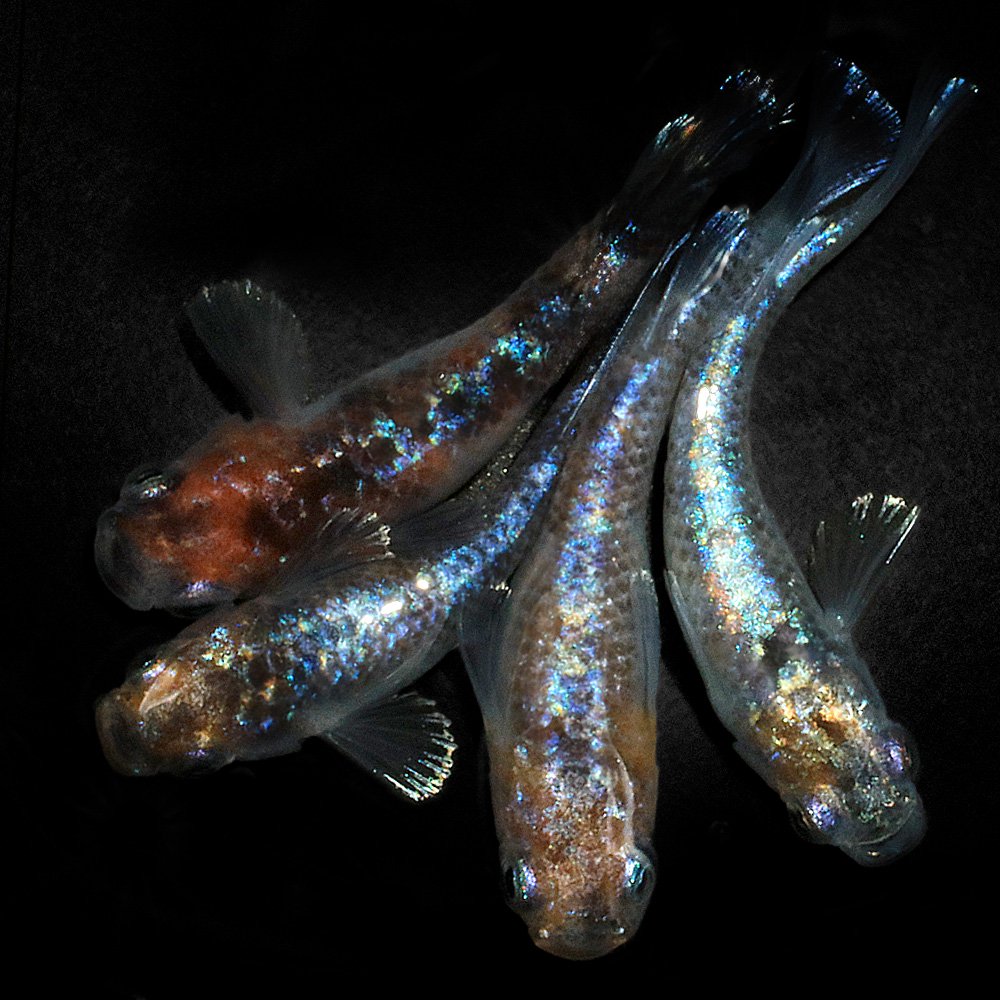 Qoo10] （めだか）桔梗菊メダカ メダカ屋サバンナ : 熱帯魚