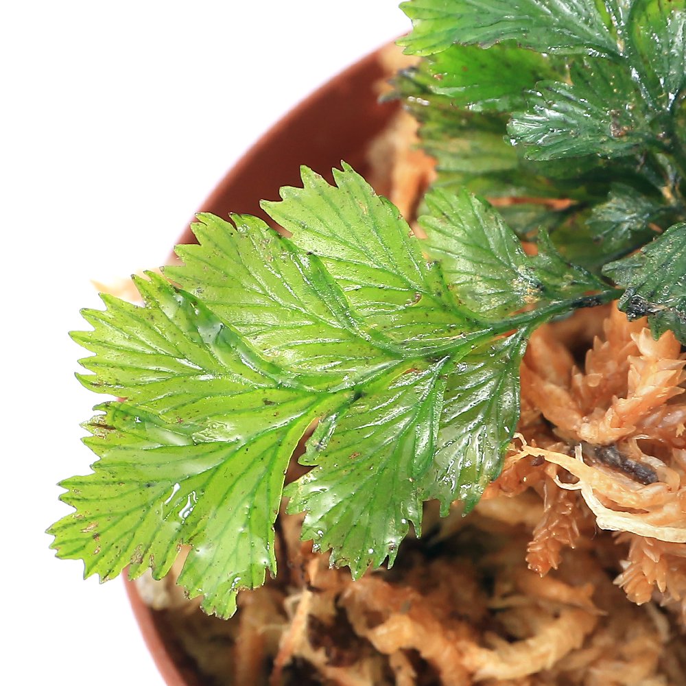 （テラリウム）セファロマネスｓｐ．Ｓａｉｌｌｅ　Ｆｏｒｅｓｔ　Νｅｗ　Ｃａｌｅｄｏｎｉａ（１ポット）　ＣＲＣ12―88―10―00―00